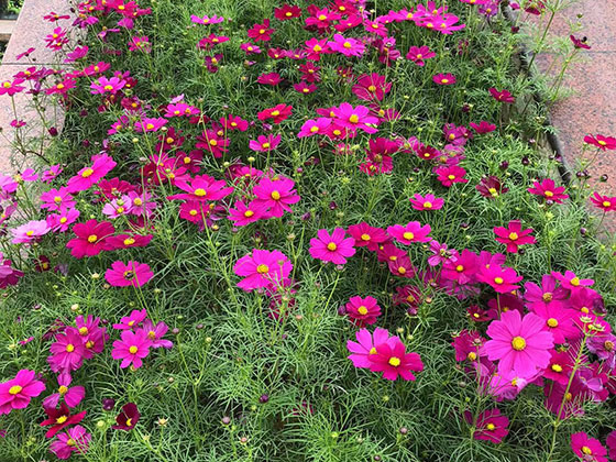 盘锦活动鲜花布置-设计公司植物摆设